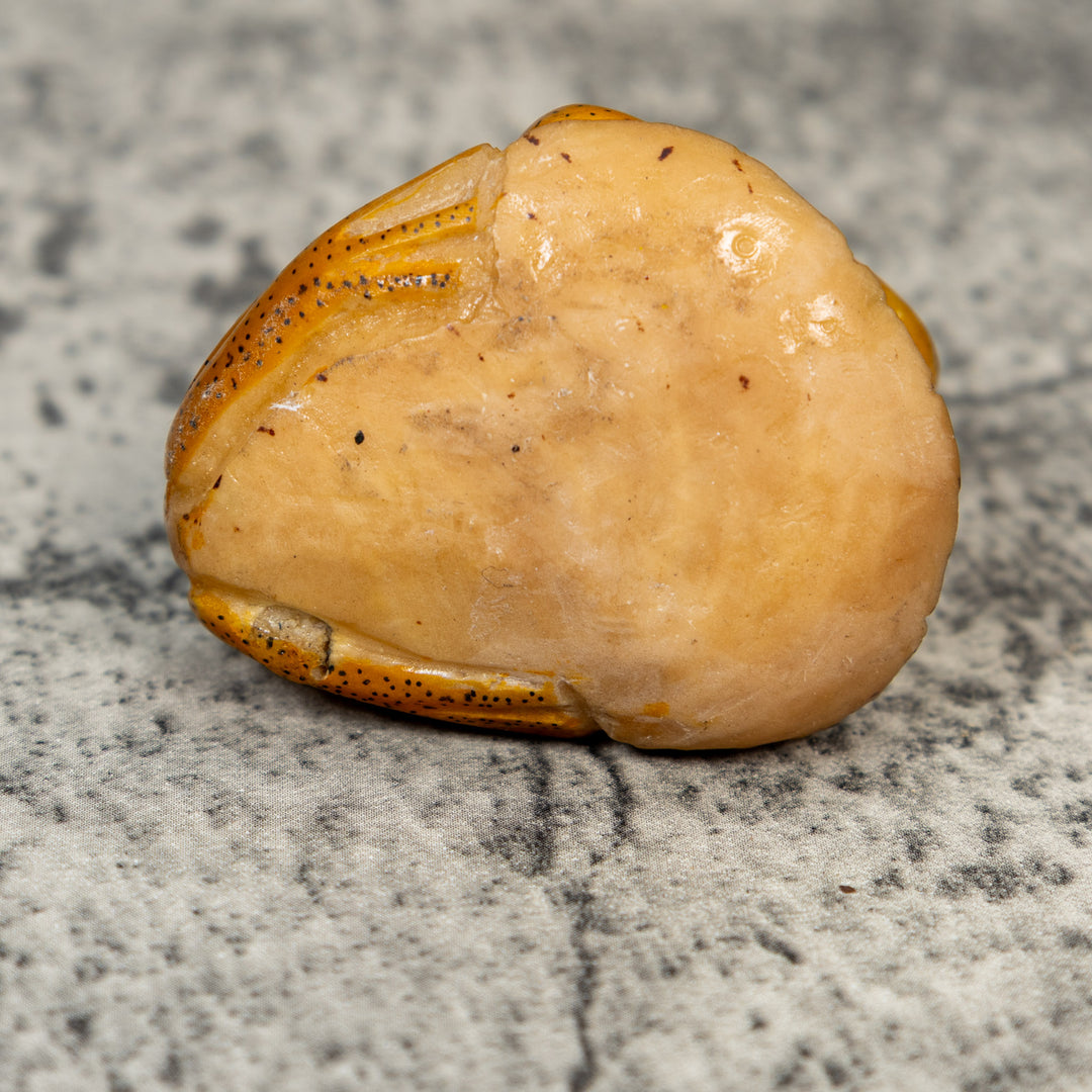 Gold And Black Frog Tagua Carving