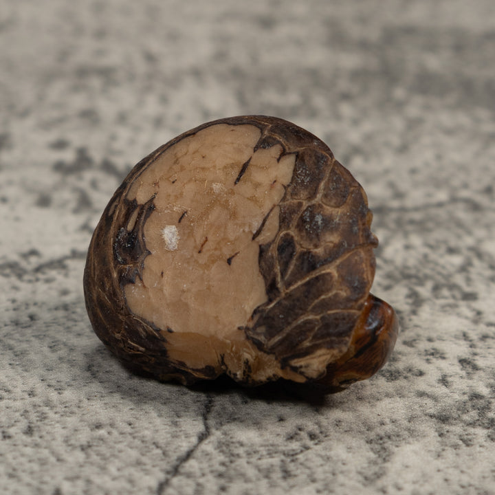 Vintage Neque Agouti Tagua Carving