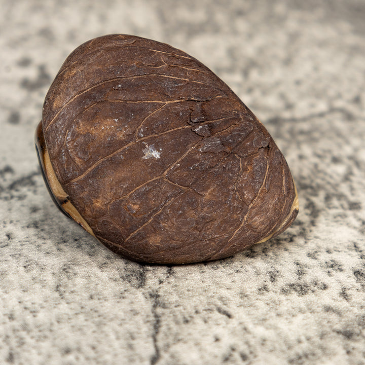 Vintage Brown Gecko Lizard Tagua Carving