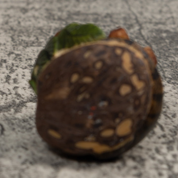 Coatimundi Tagua Carving