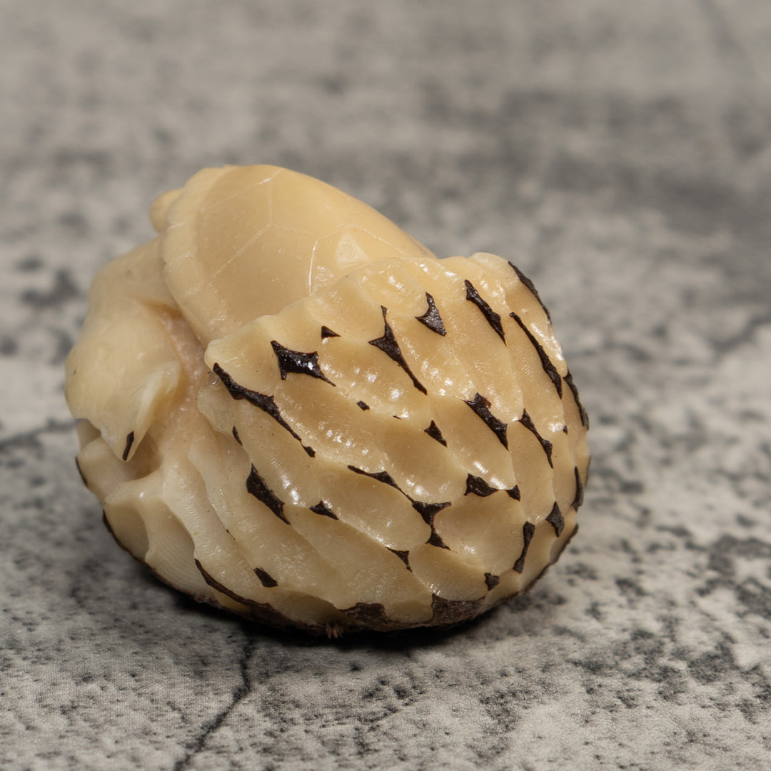 Vintage White Natural Sea Turtle Tagua Carving