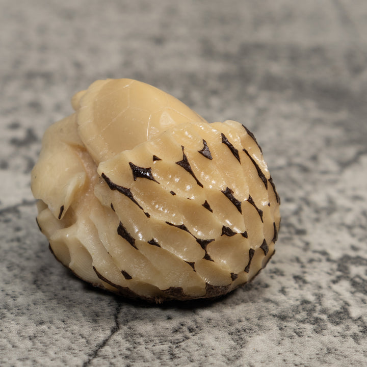 Vintage White Natural Sea Turtle Tagua Carving