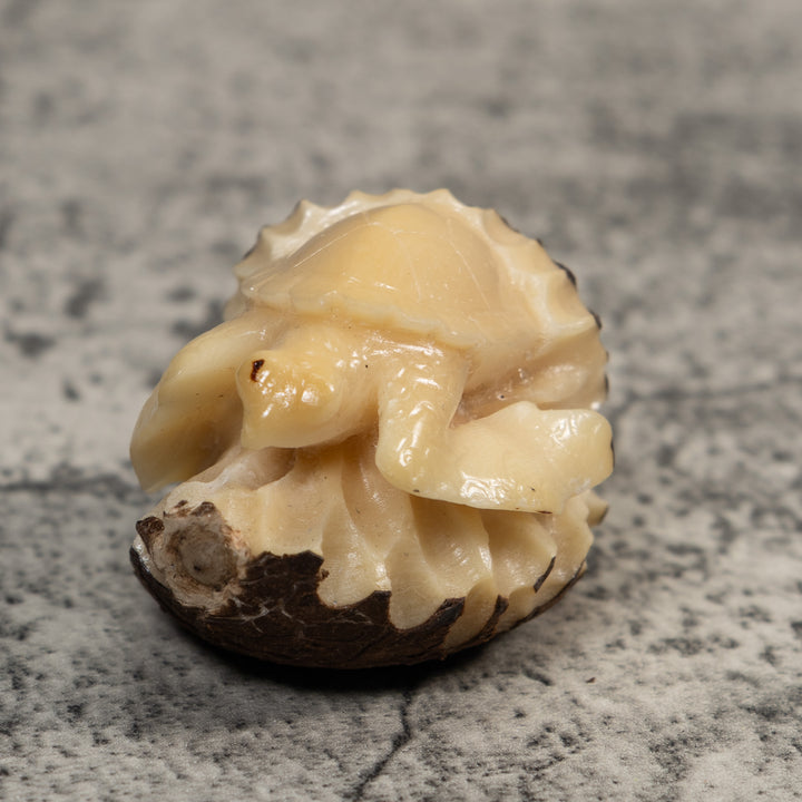 Vintage White Natural Sea Turtle Tagua Carving