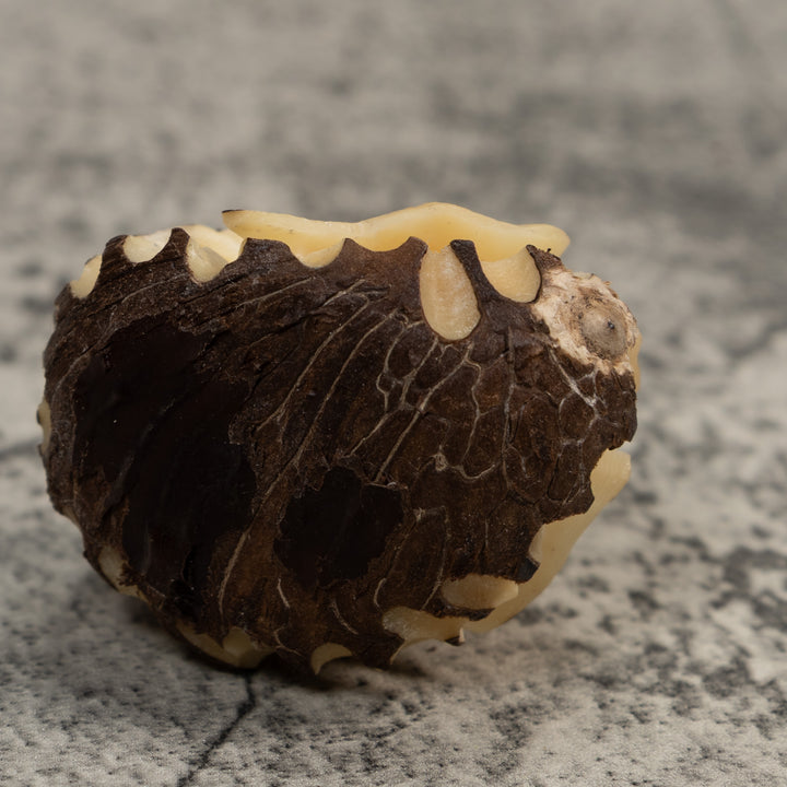 Vintage White Natural Sea Turtle Tagua Carving