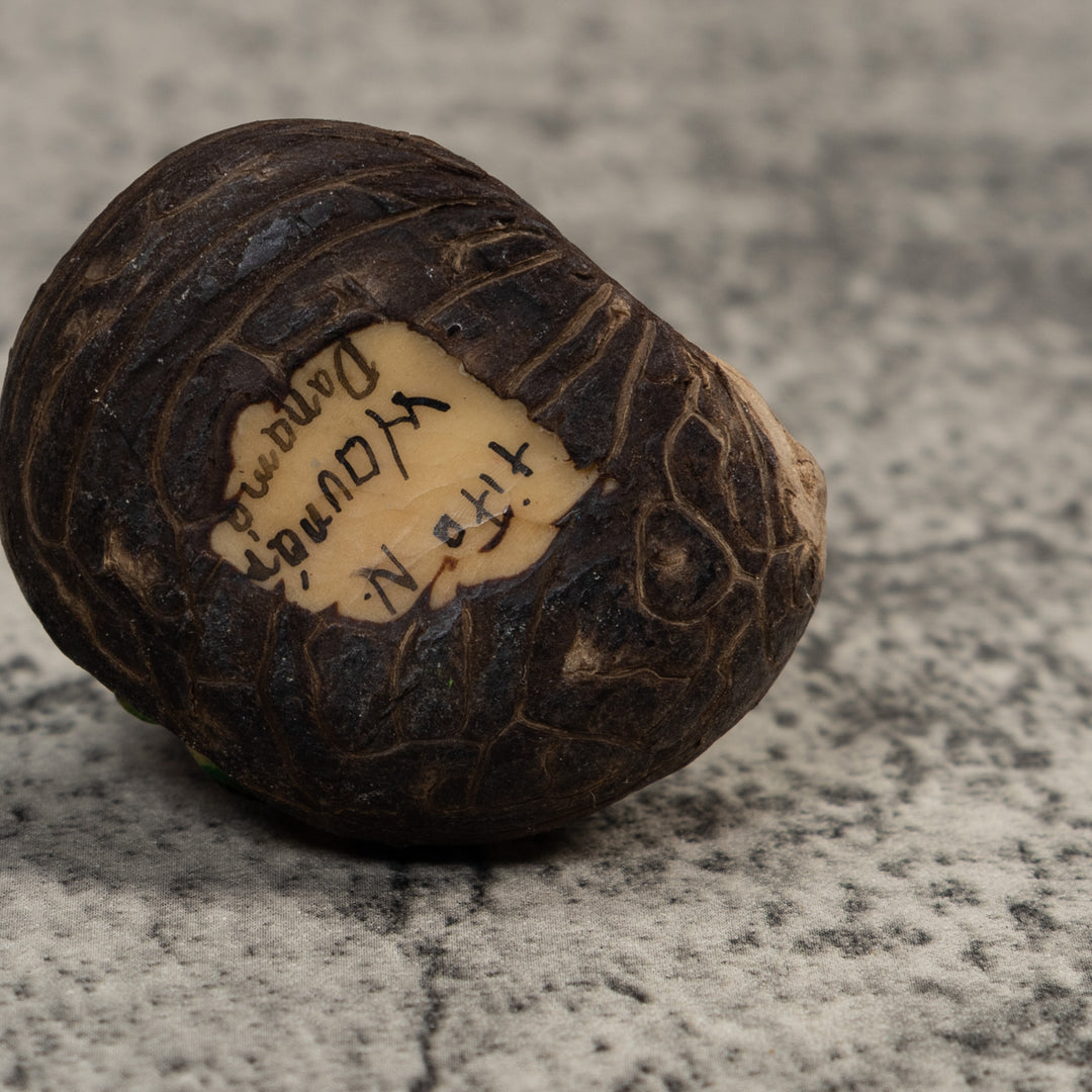 Brown And Yellow Poison Dart Frog Tagua Carving