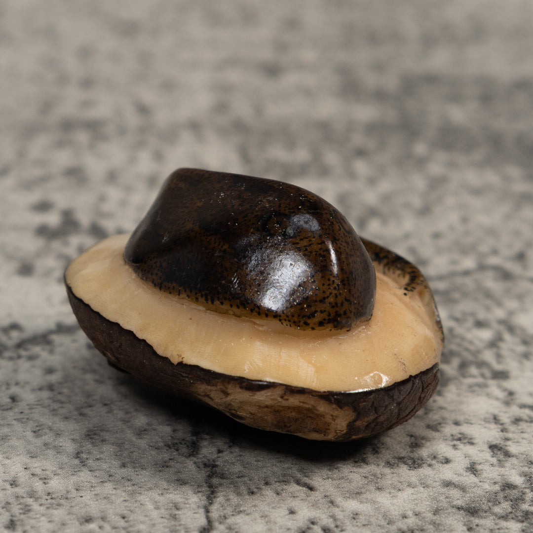 Brown Ocean Stingray Tagua Carving