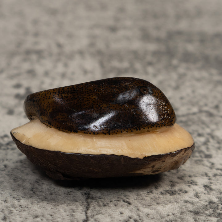 Brown Ocean Stingray Tagua Carving