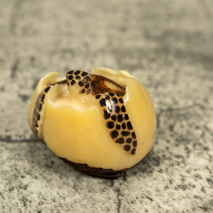 Black And Brown Sea Turtle Emerging From Egg Tagua Carving