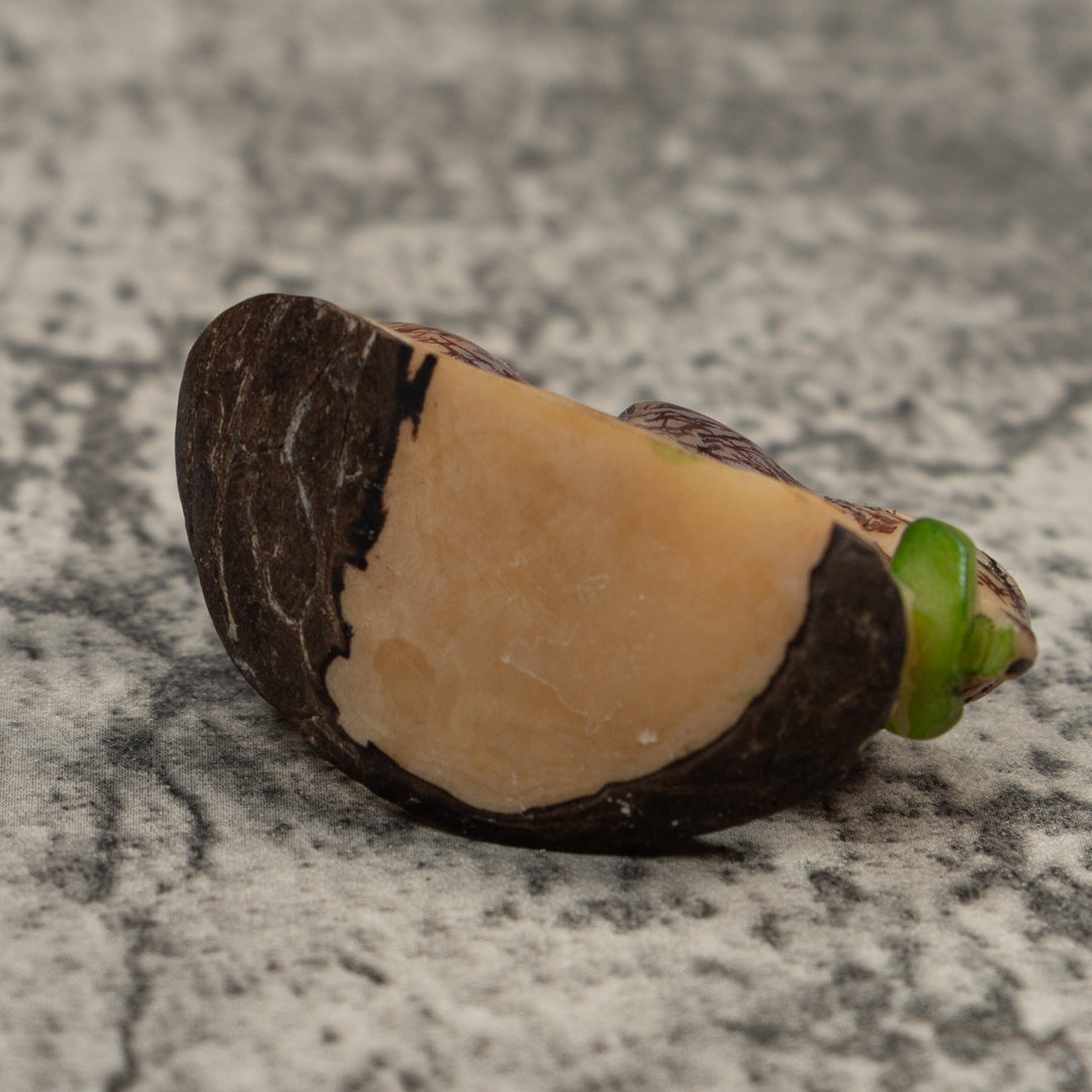 Coatimundi Tagua Carving