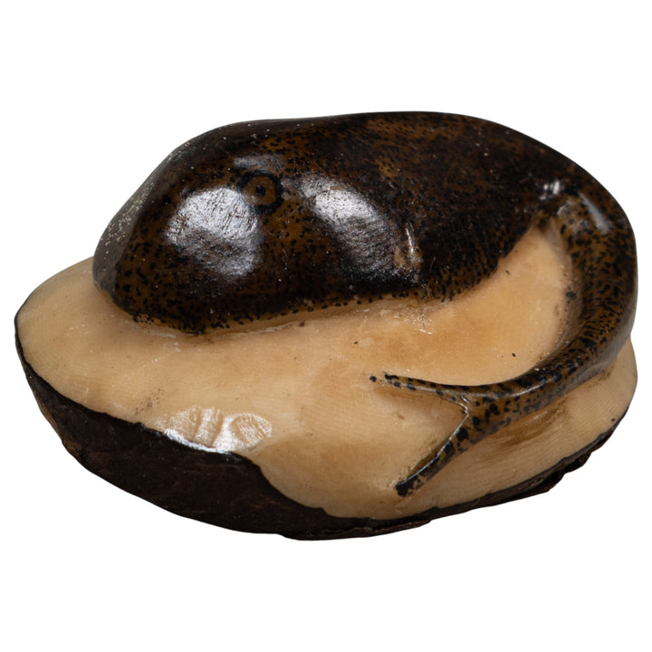 Brown Ocean Stingray Tagua Carving