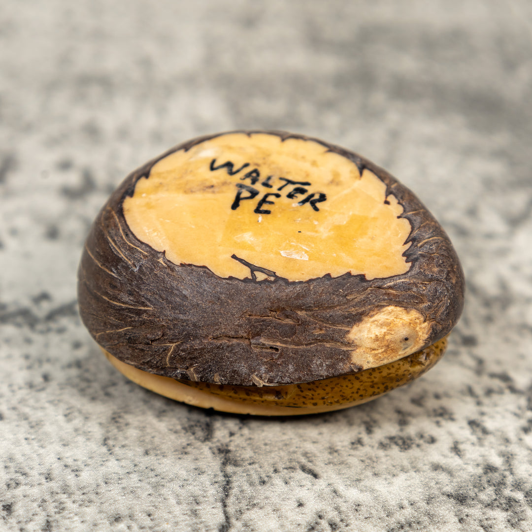 Ocean Stingray Tagua Carving