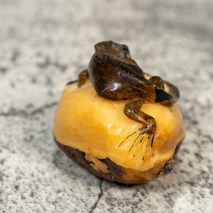 Brown And Black Iguana Lizard Tagua Carving