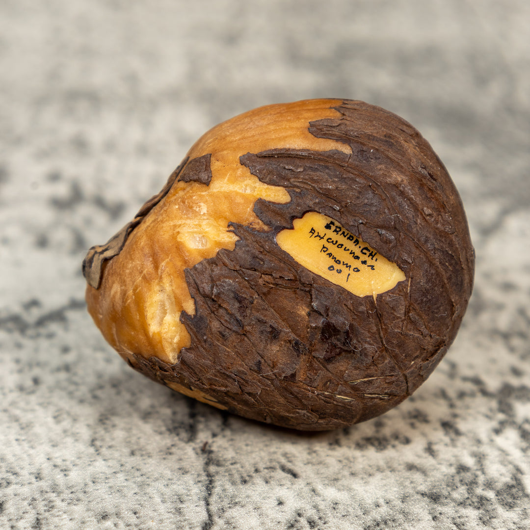 Brown And Black Iguana Lizard Tagua Carving