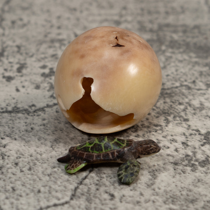 Sea Turtle Emerging From Egg Tagua Carving