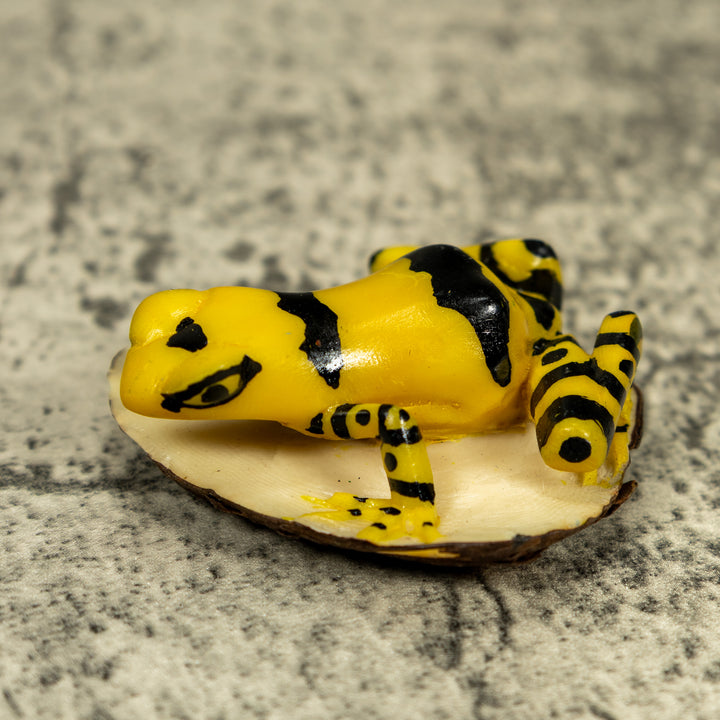 Black And Yellow Golden Frog Tagua Carving