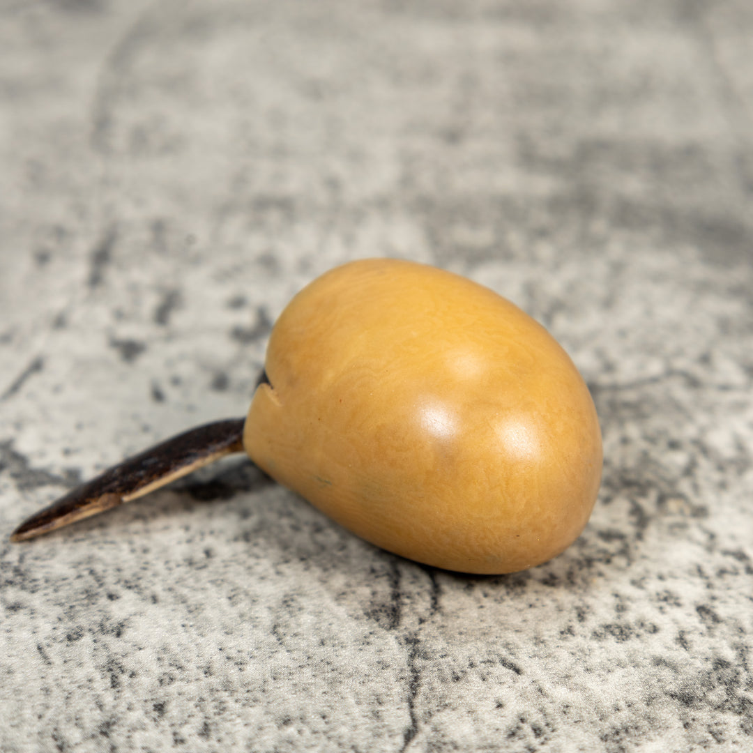 Sea Turtle Emerging From Egg Tagua Carving
