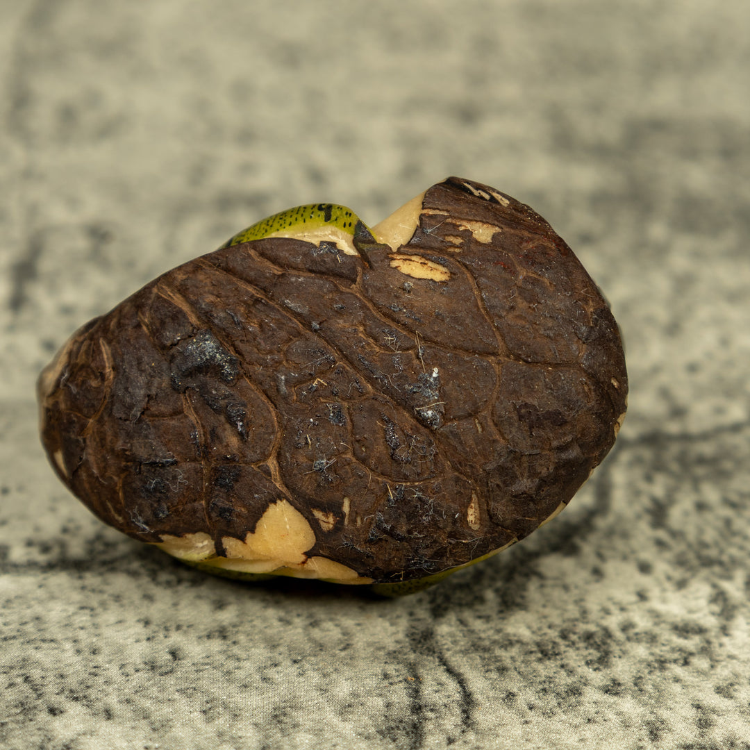 Green Iguana Lizard Tagua Carving