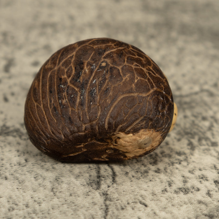 Vintage Black And White Sea Turtle Tagua Carving