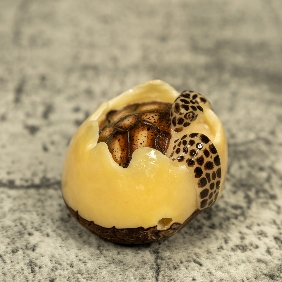 Black And Brown Sea Turtle Emerging From Egg Tagua Carving