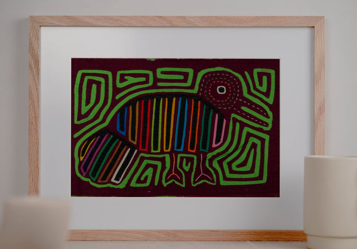 Maroon And Green Pigeon Mola