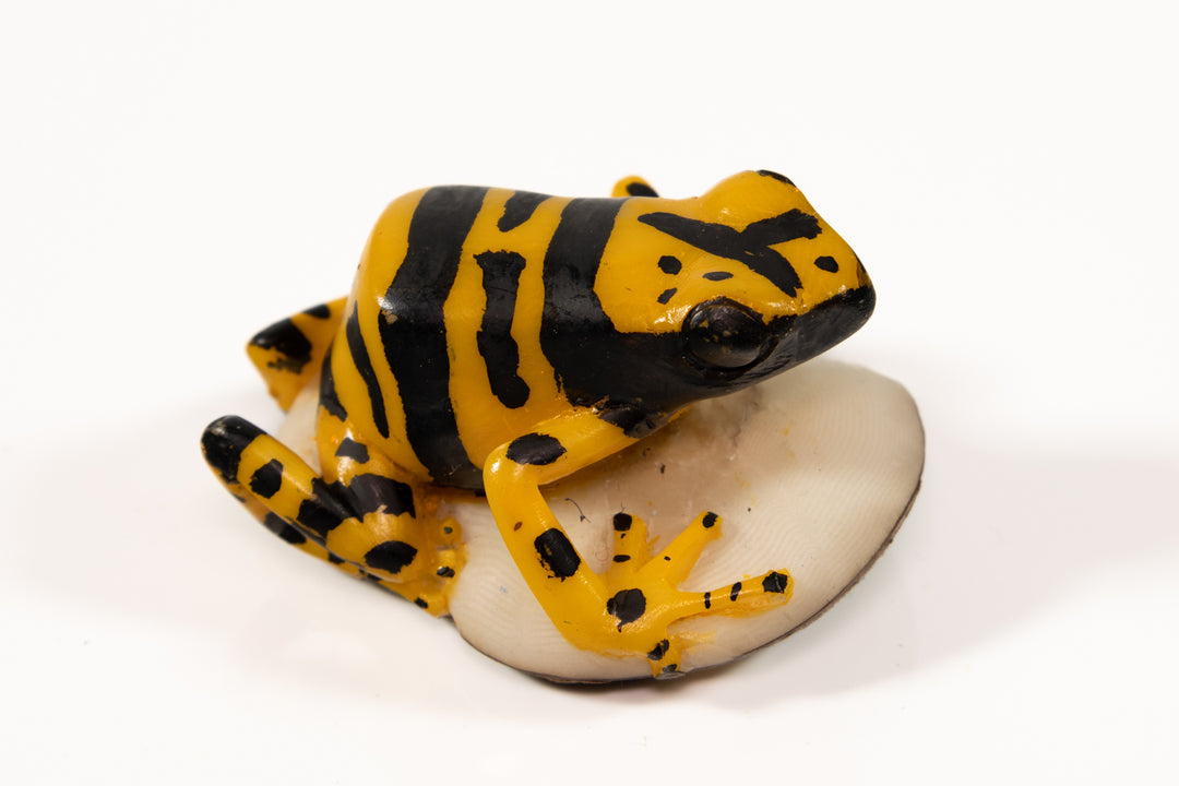 Panamanian Golden Frog Tagua Carving