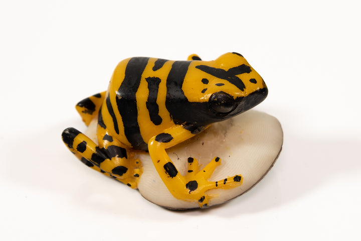 Panamanian Golden Frog Tagua Carving