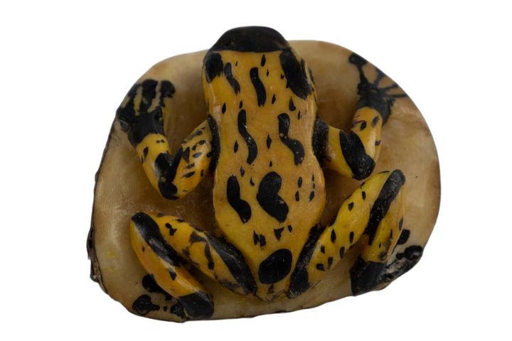 Wounaan Indian Poison Dart Frog Tagua Nut Carving